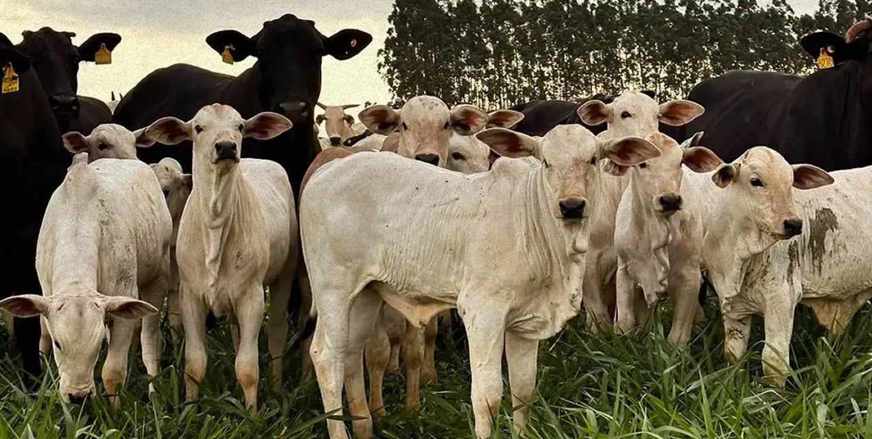Como a arroba do boi a R$ 300 alavanca o mercado de terras no Brasil  Leia mais em: https://www.comprerural.com/como-a-arroba-do-boi-a-r-300-alavanca-o-mercado-de-terras-no-brasil/