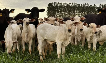 Como a arroba do boi a R$ 300 alavanca o mercado de terras no Brasil  Leia mais em: https://www.comprerural.com/como-a-arroba-do-boi-a-r-300-alavanca-o-mercado-de-terras-no-brasil/