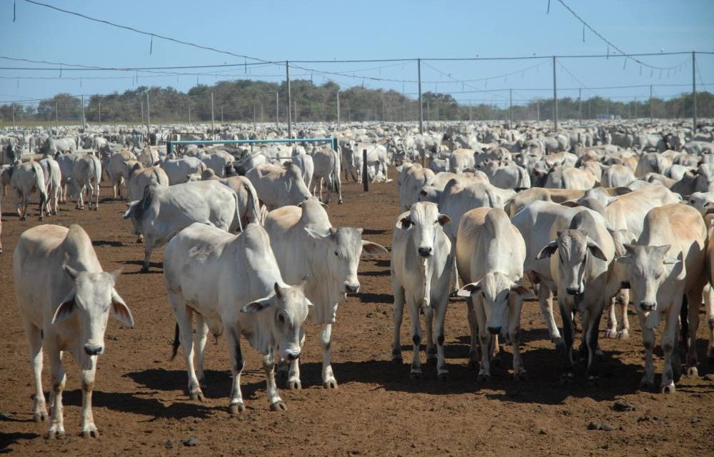 Pecuaristas estudam como amenizar a queda da arroba do boi; veja cotações