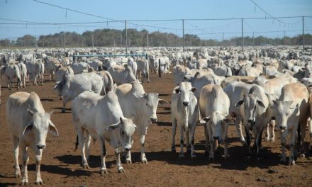 Pecuaristas estudam como amenizar a queda da arroba do boi; veja cotações