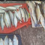 PM e Sema apreendem 22 quilos de pescado irregular na MT-370 em Itiquira
