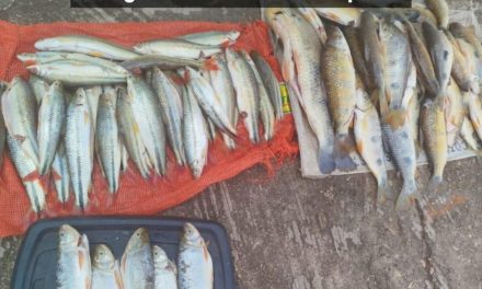 PM e Sema apreendem 22 quilos de pescado irregular na MT-370 em Itiquira