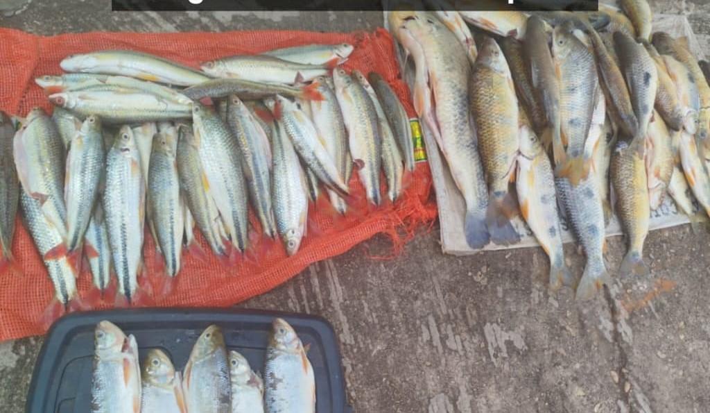 PM e Sema apreendem 22 quilos de pescado irregular na MT-370 em Itiquira