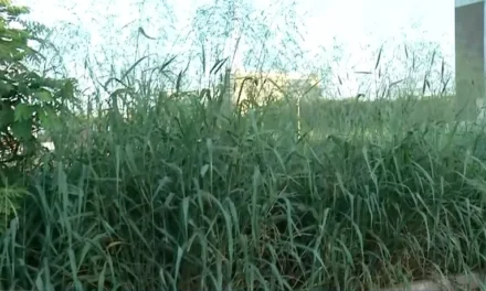 Fala MT – A moradora SOL do bairro Novo MT – RECLAMA DE MATO ALTO