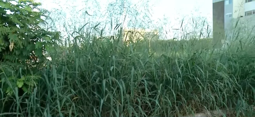 Fala MT – A moradora SOL do bairro Novo MT – RECLAMA DE MATO ALTO