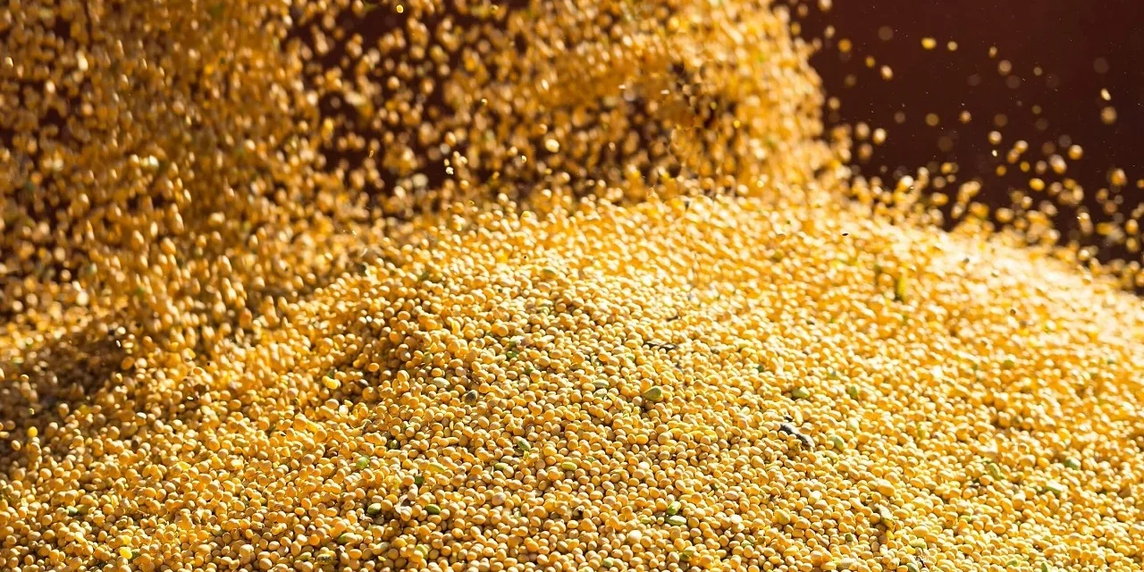 Mercado de soja inicia semana cauteloso à espera de dados do USDA – MAIS SOJA