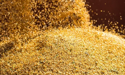 Mercado de soja inicia semana cauteloso à espera de dados do USDA – MAIS SOJA