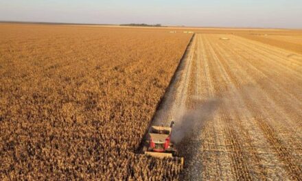 Colheita da soja chega a 96% da área em Mato Grosso e entra na fase final