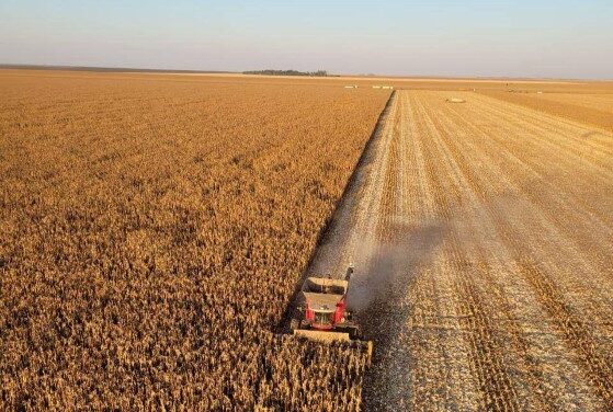 Colheita da soja chega a 96% da área em Mato Grosso e entra na fase final