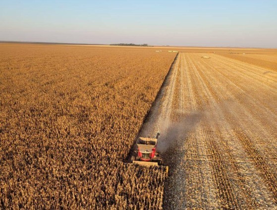 Colheita da soja chega a 96% da área em Mato Grosso e entra na fase final