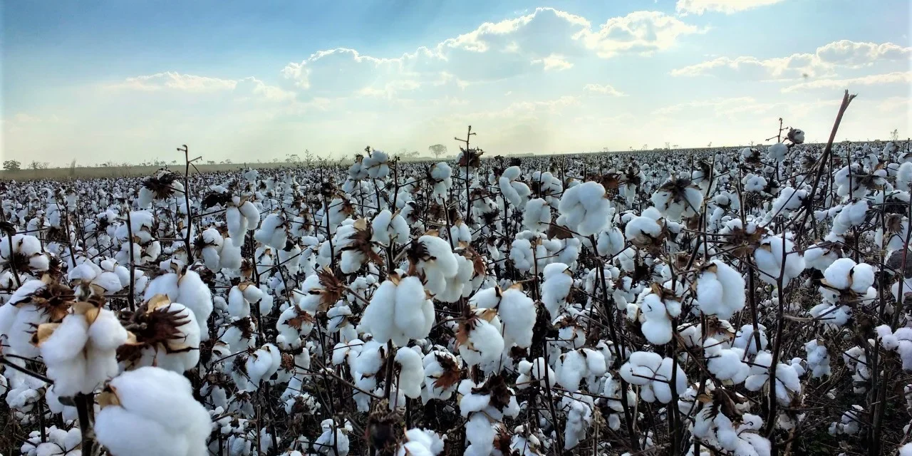 NY fecha em alta no algodão com correção técnica e cobertura de posições vendidas – MAIS SOJA