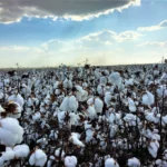 NY fecha em alta no algodão com correção técnica e cobertura de posições vendidas – MAIS SOJA