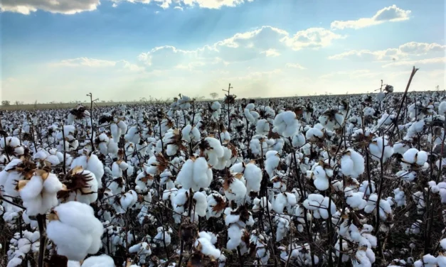 NY fecha em alta no algodão com correção técnica e cobertura de posições vendidas – MAIS SOJA
