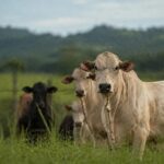 Raiva bovina é confirmada e acende alerta no agro em MT