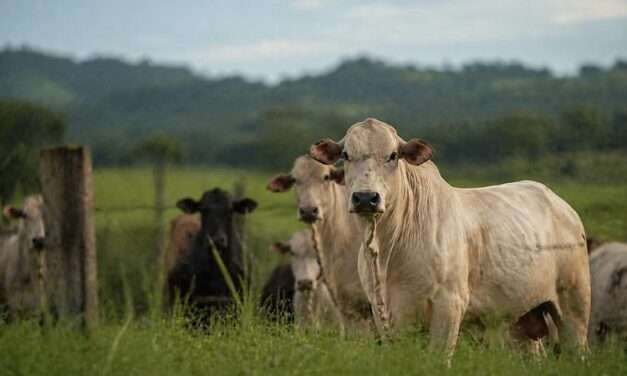 Raiva bovina é confirmada e acende alerta no agro em MT