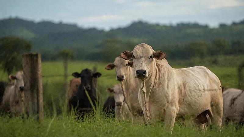Raiva bovina é confirmada e acende alerta no agro em MT