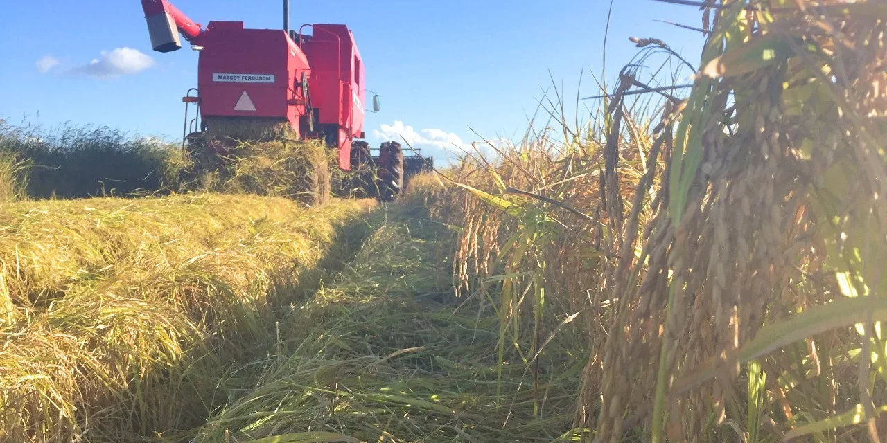 Colheita do arroz atinge mais de 68% da área semeada no Estado – MAIS SOJA