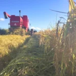 Colheita do arroz atinge mais de 68% da área semeada no Estado – MAIS SOJA