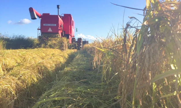 Colheita do arroz atinge mais de 68% da área semeada no Estado – MAIS SOJA