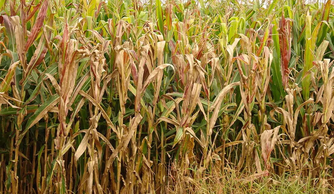 Praga do milho provoca prejuízo de R$ 33,6 bilhões por ano