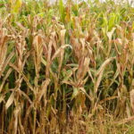 Praga do milho provoca prejuízo de R$ 33,6 bilhões por ano