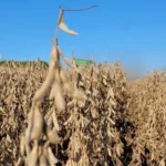 SOJA/CEPEA: Farelo e grão seguem firmes no exterior; óleo opera em queda – MAIS SOJA