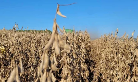 SOJA/CEPEA: Farelo e grão seguem firmes no exterior; óleo opera em queda – MAIS SOJA