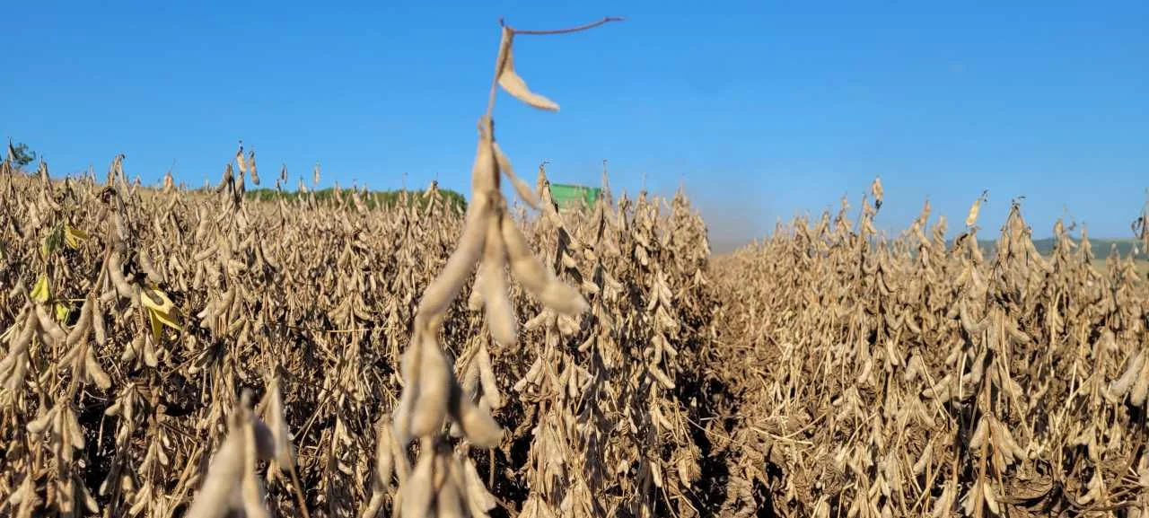 SOJA/CEPEA: Farelo e grão seguem firmes no exterior; óleo opera em queda – MAIS SOJA