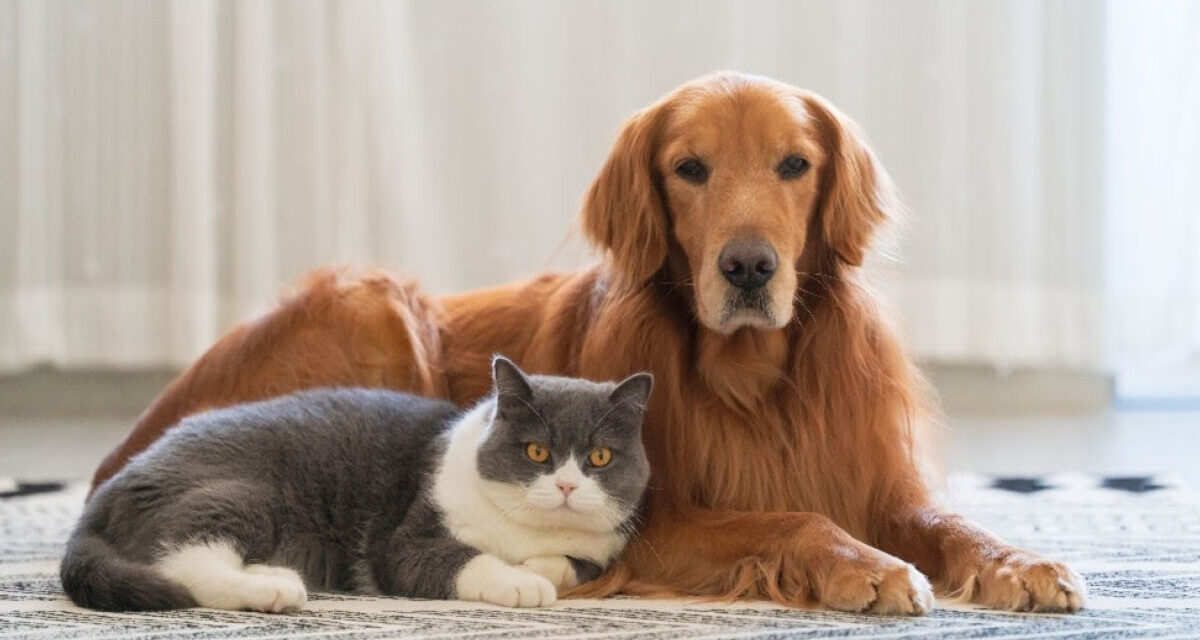 Lei define guarda compartilhada de pets; veja detalhes