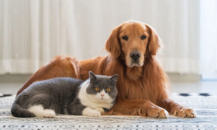 Lei define guarda compartilhada de pets; veja detalhes