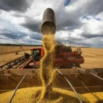 Negócios parados no Brasil? Confira como ficaram as cotações de soja em dia de feriado nos EUA