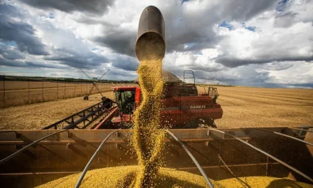 Negócios parados no Brasil? Confira como ficaram as cotações de soja em dia de feriado nos EUA