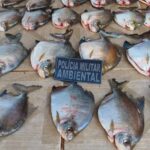 Batalhão Ambiental prende homem com pescado ilegal em MT