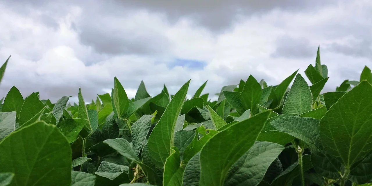 Condições climáticas favorecem desenvolvimento da soja na maior parte do país – MAIS SOJA