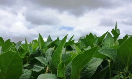 Condições climáticas favorecem desenvolvimento da soja na maior parte do país – MAIS SOJA