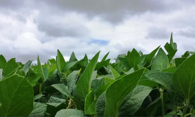 Condições climáticas favorecem desenvolvimento da soja na maior parte do país – MAIS SOJA