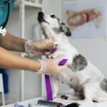 Falsos veterinários poderão pegar até 2 anos de prisão