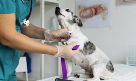 Falsos veterinários poderão pegar até 2 anos de prisão