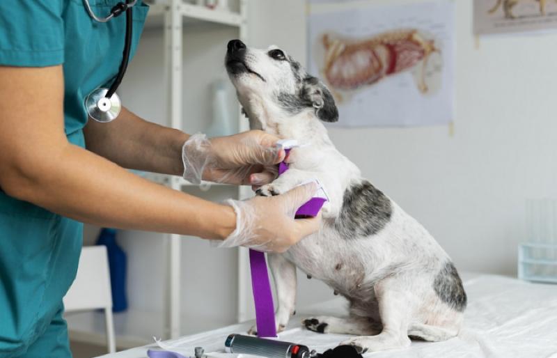 Falsos veterinários poderão pegar até 2 anos de prisão