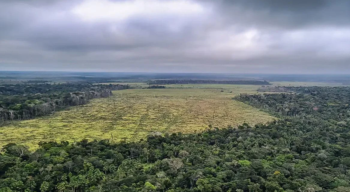 Fundo Amazônia quadruplica ritmo anual de aprovações desde 2023