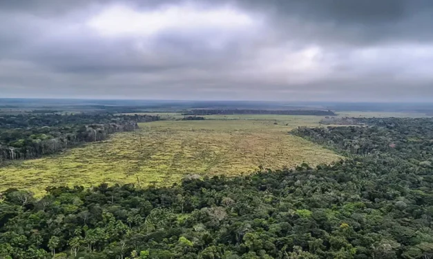 Fundo Amazônia quadruplica ritmo anual de aprovações desde 2023