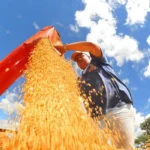 Conab: produção de grãos pode chegar a 358,6 milhões de toneladas