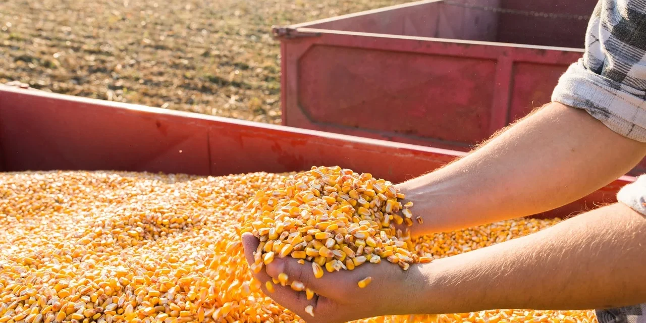 Comercialização da safrinha 2026 de milho atinge 27,1% no Centro-Sul do Brasil, diz Safras – MAIS SOJA