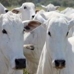 Vaca gorda cai na última semana de junho, mas fecha trimestre em alta em MT