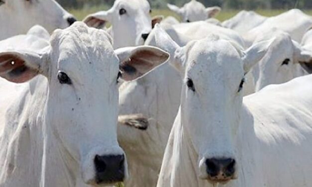 Vaca gorda cai na última semana de junho, mas fecha trimestre em alta em MT