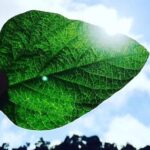 Soja vira disputa em Mato Grosso e falta de produto faz preço subir forte