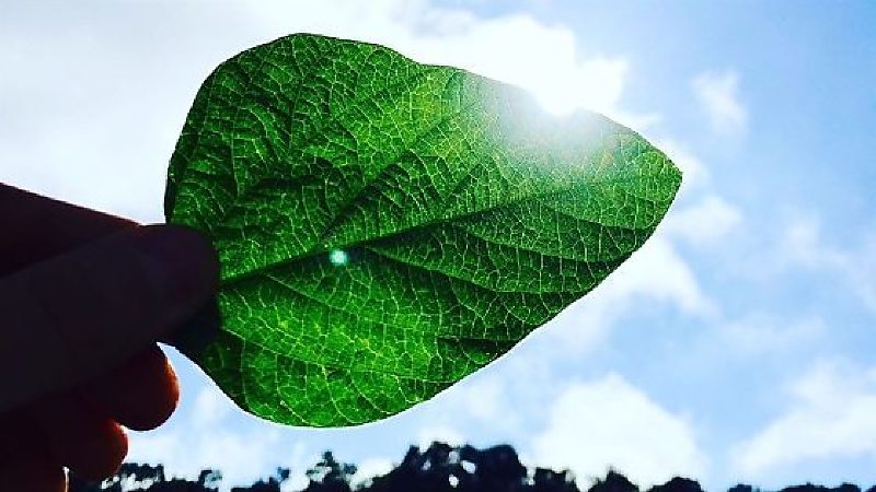 Soja vira disputa em Mato Grosso e falta de produto faz preço subir forte
