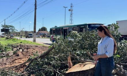 Vereadora questiona derrubada de árvores na Fernando Corrêa